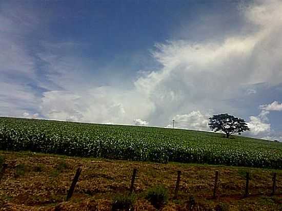 LAVOURA DE MILHO-FOTO:GABRIEL MARCELLO  - SANTA RITA DO SAPUCA - MG