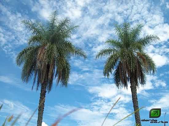 MACABAS-FOTO:DANILO_PTC - SANTA ROSA DOS DOURADOS - MG