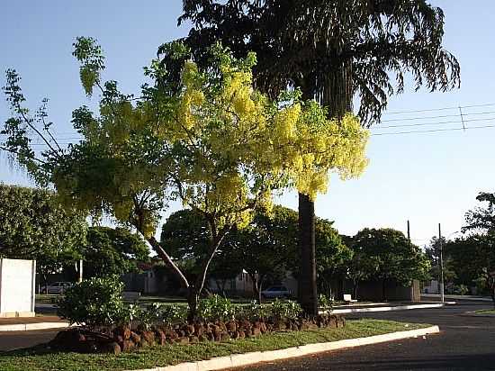 SANTA VITRIA-MG-ACCIA FLORIDA NA AV.REINALDO FRANCO-FOTO:ESPIRITO_DEPORCO_SV - SANTA VITRIA - MG