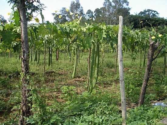 PLANTAO DE BUCHA EM SANTO ANTNIO DA VARGEM ALEGRE-FOTO:SANTOANTONIODAVARGEMALEGRE. - SANTO ANTNIO DA VARGEM ALEGRE - MG