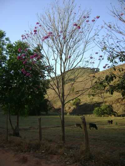 VISTA DA PAISAGEM RURAL - IP ROSA - FAZENDA VITRIA - STO ANTNIO DO GRAMA, POR MATHEUS O. DUTRA MIRANDA - SANTO ANTNIO DO GRAMA - MG