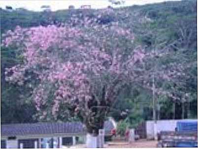  PALMEIRA, CENTRO DA CITY, POR DAYANE KELLY - SANTO ANTNIO DO ITAMB - MG