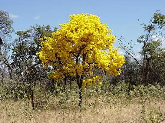 PAISAGEM-FOTO:CASSIO SCOMPARIN  - BAIANPOLIS - BA