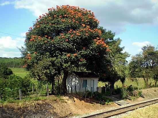 CASA NA BEIRA DA ESTRADA DE FERRO EM SANTO ANTONIO DOS CAMPOS-FOTO:PAULOSALATIEL - SANTO ANTNIO DOS CAMPOS - MG