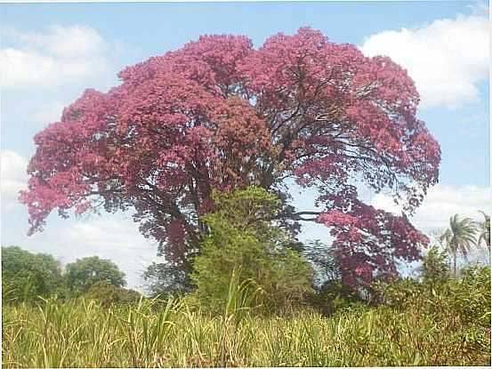 SAPUCAIA, POR RIO PRETO - SO GONALO DO RIO PRETO - MG