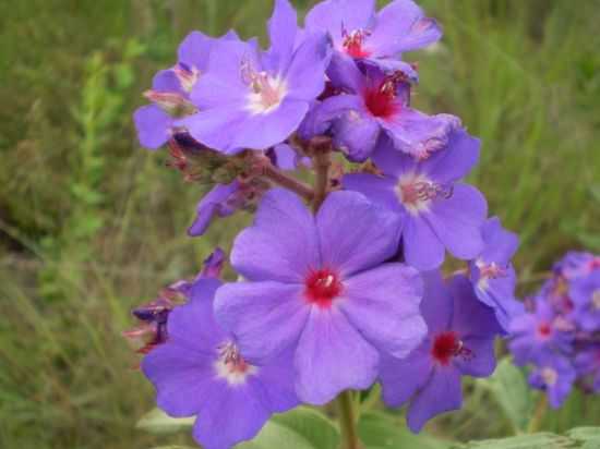 FLOR DE QUARESMEIRA NA SERRA DO ESMERIL, POR AMAURI HENRIQUE DE LIMA - SO JOO BATISTA DO GLRIA - MG