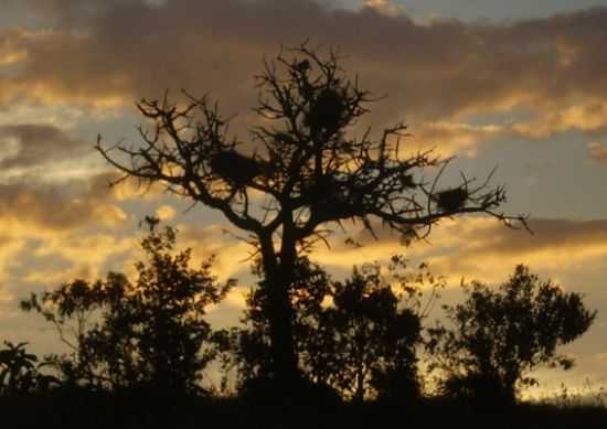 POR DO SOL NA SERRA DA BABILONIA COM NINHO DE GRAVETEIRO, POR AMAURI HENRIQUE DE LIMA-AMAURIEJULIANA@HOTMAIL.COM - SO JOO BATISTA DO GLRIA - MG