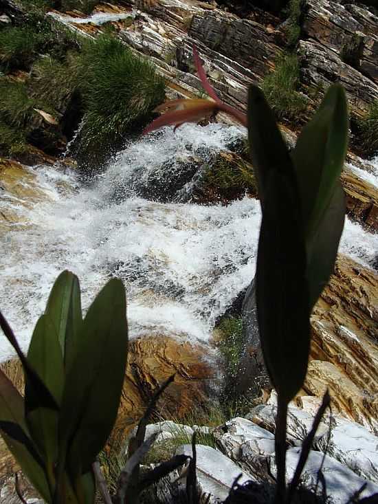 SO JOO BATISTA DO GLRIA-MG-ORQUDEA RUPCOLA E A CACHOEIRA-FOTO:GMARCUSSO - SO JOO BATISTA DO GLRIA - MG