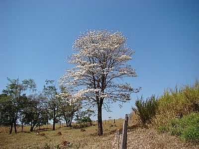 IP BRANCO EM S JOO DA SERRA NEGRA POR TARCISO - SO JOO DA SERRA NEGRA - MG