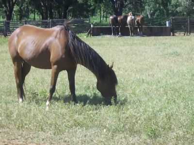 FAZENDA, POR JOO PEREIRA - SO JOO DO PACU - MG