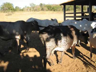 ZONA RURAL, POR JOO PEREIRA - SO JOO DO PACU - MG