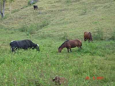 REA RURAL-FOTO:CRISTIANO DOS REIS  - SO JOS DO MANTIMENTO - MG