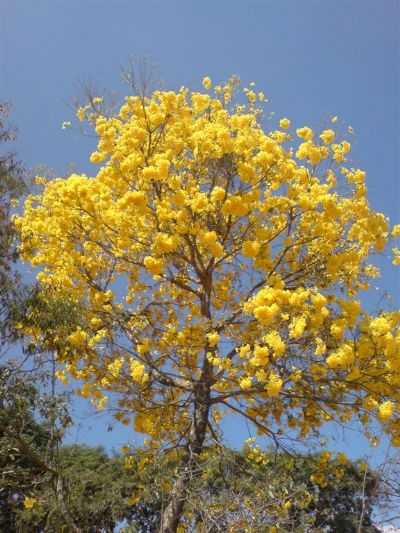 IP AMARELO - SMBOLO NACIONAL., POR AROMA CYBER CAF - SO JOS DOS SALGADOS - MG