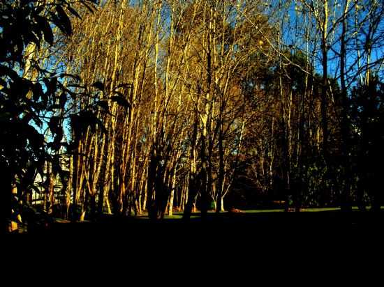 PARQUE  II. TARDE DE INVERNO, POR SALLES - SO LOURENO - MG