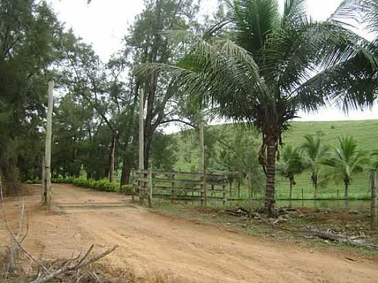 ESTRADA NA FAZENDA JOS MARQUE NO DISTRITO DE SO SEBASTIO DA BARRA-FOTO:GUSTAVO STURZENECKER - SO SEBASTIO DA BARRA - MG