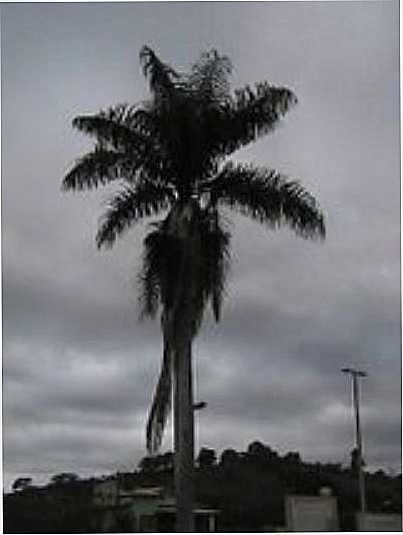 PALMEIRA DA PRACINHA, POR MARANHAO CIDADE - SO SEBASTIO DO MARANHO - MG