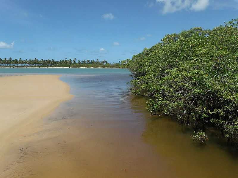 BARRA DO JACUIPE-BA-MANGUEZAL-FOTO:PETERSON CUNHA  - BARRA DO JACUPE - BA