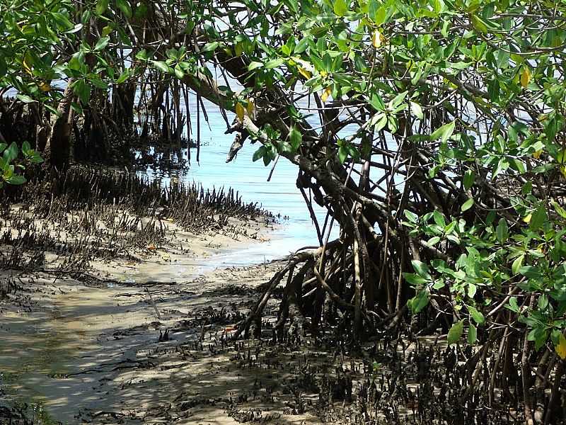 BARRA DO JACUIPE-BA-MANGUEZAL-FOTO:PETERSON CUNHA - BARRA DO JACUPE - BA