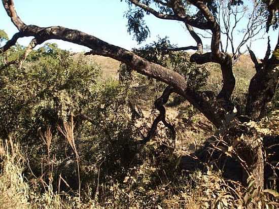 RVORE NO SERRADO MINEIRO EM SERRA DA CANASTRA-FOTO:S. F. DA COSTA - SERRA DA CANASTRA - MG