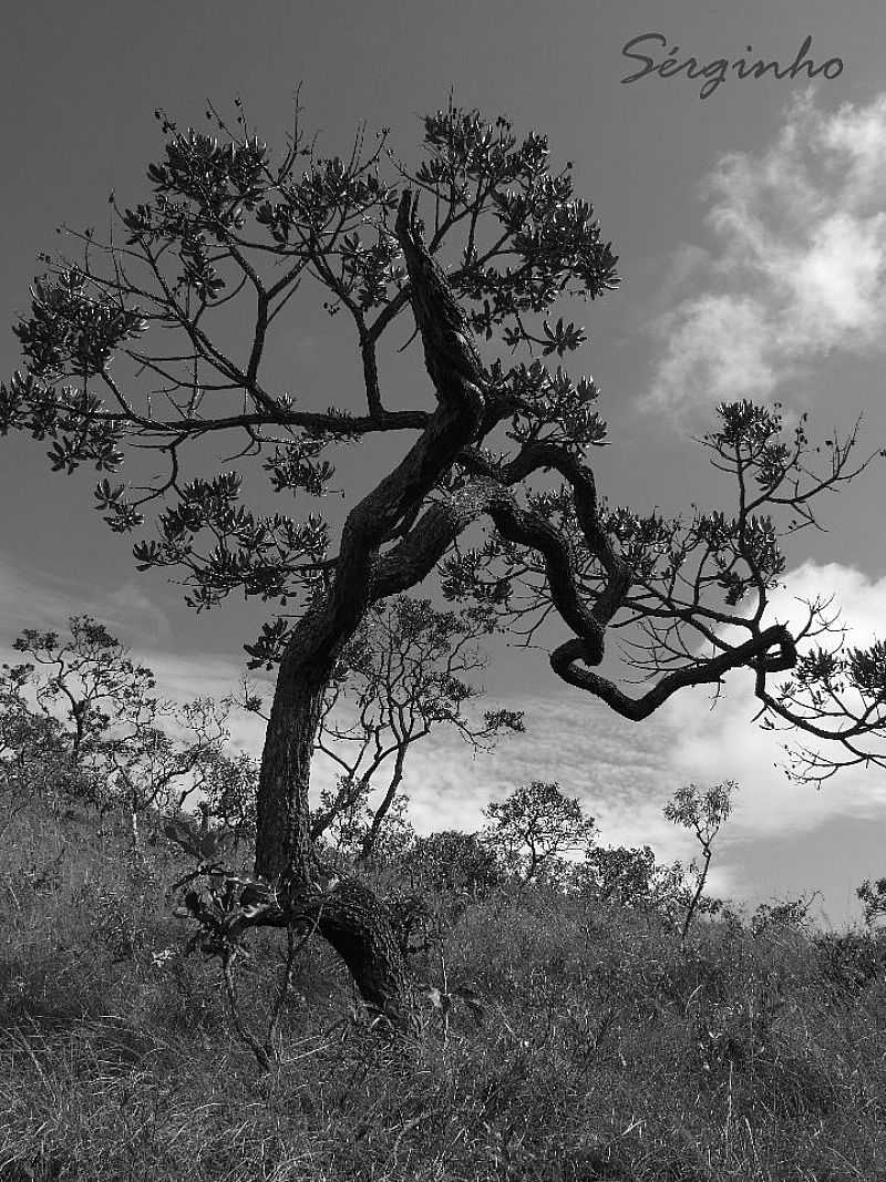 SERRA DO SALITRE-MG-RVORES DO CERRADO-FOTO:GUARDIAODOCERRADO - SERRA DO SALITRE - MG