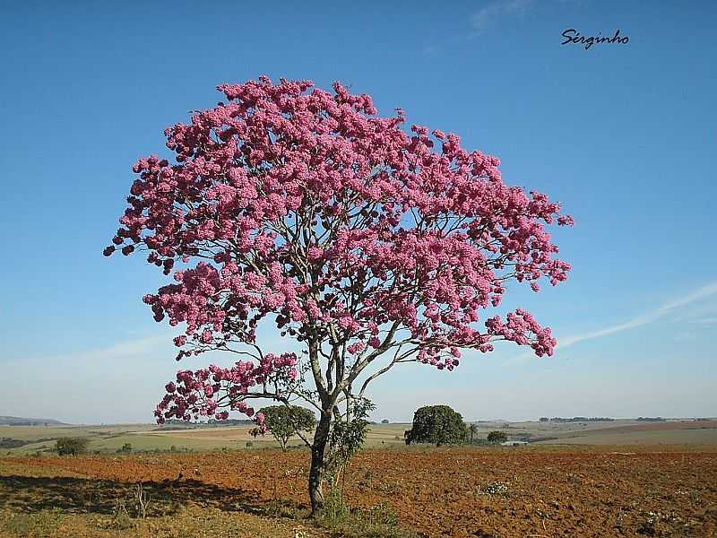 SERRA DO SALITRE-MG-IP ROXO NO CAMPO-FOTO:GUARDIAODOCERRADO - SERRA DO SALITRE - MG