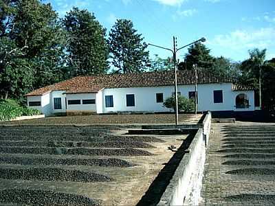 TERREIRO DE CAF-FOTO:MARCOROMANO  - SERRA DOS LEMES - MG