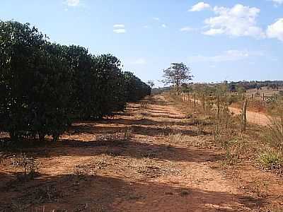 ESTRADA-FOTO:CAFEICULTURA  - SILVANO - MG