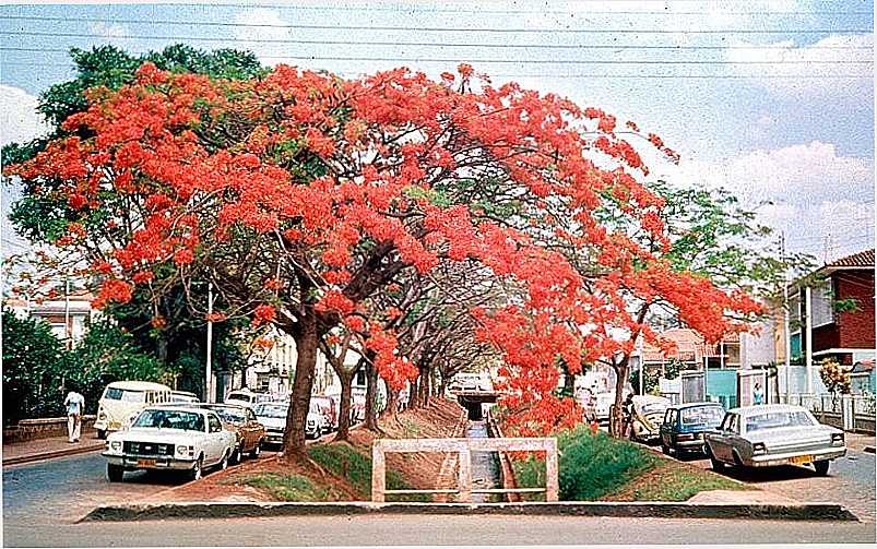 UBERABA - MINAS GERAIS - UBERABA - MG