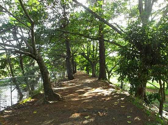 UBERLNDIA-MG-CAMINHO ENTRE RVORES E O LAGO NO PARQUE DO SABI-FOTO:LETCIAAO  - UBERLNDIA - MG