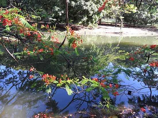 UBERLNDIA-MG-FLAMBOYANT E O LAGO NO PARQUE DO SABI-FOTO:LETCIAAO  - UBERLNDIA - MG