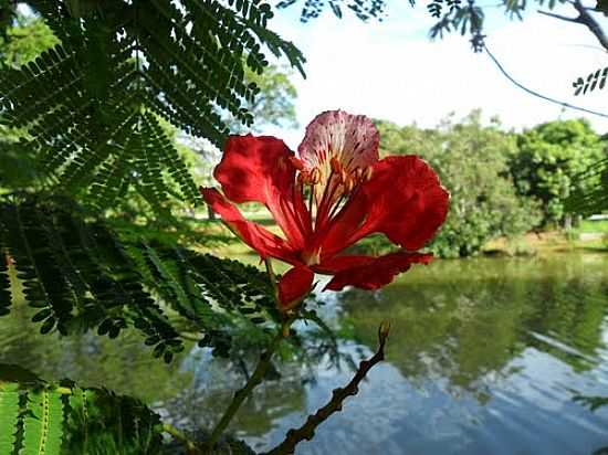 UBERLNDIA-MG-FLOR DE FLAMBOYANT E O LAGO NO PARQUE DO SABI-FOTO:LETCIAAO - UBERLNDIA - MG