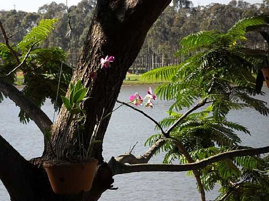 UBERLNDIA-MG-ORQUDEAS E O LAGO NO PARQUE DO SABI-FOTO:LETCIAAO - UBERLNDIA - MG