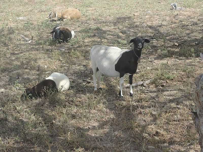 BARROCAS-BA-OVELHAS NA FAZENDA CIP-FOTO:AQUILINO SILVA - BARROCAS - BA