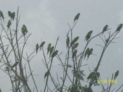NATUREZA, POR EU - VERSSIMO - MG