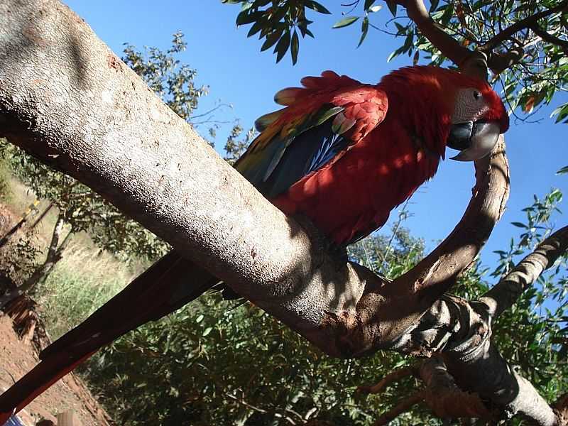 ZELNDIA-MG-FAUNA SILVESTRE-FOTO:CBNETTO007 - ZELNDIA - MG