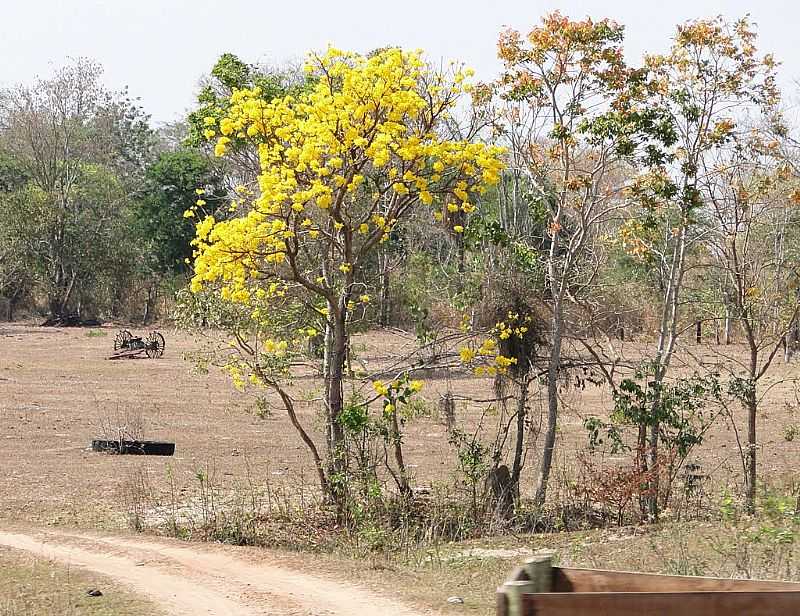 GUA CLARA-MS-PAISAGEM JUNTO  RODOVIA BR-262-FOTO:CARLOS HENRIQUE DA SILVA - GUA CLARA - MS