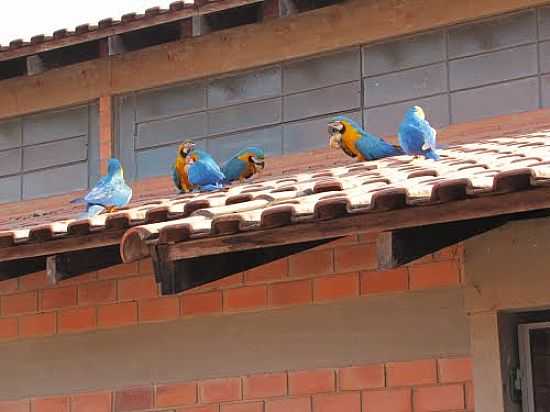 AVES NO TELHADO EM ALBUQUERQUE-MS-FOTO:VERONEZ - ALBUQUERQUE - MS