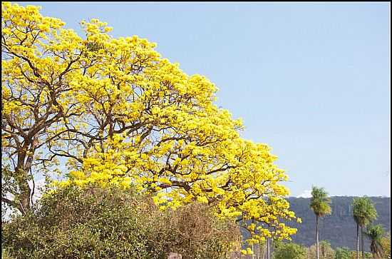 IP AMARELO NA BAIA DE ALBUQUERQUE-MS-FOTO:NERONE MAIOLINO - ALBUQUERQUE - MS