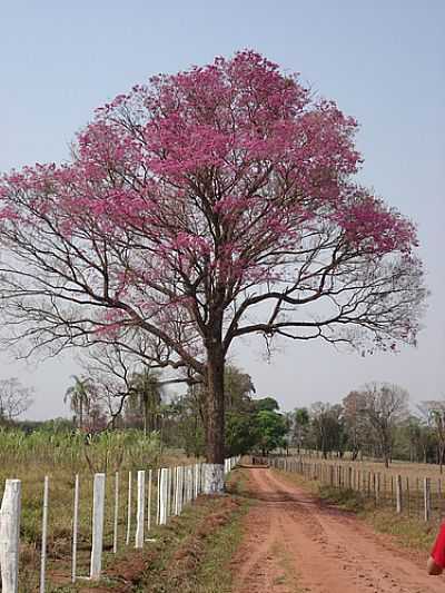 IP ROXO POR DANIELLE ALVARENGA - AMAMBI - MS