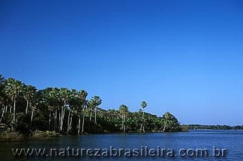 AMOLAR-MS-LAGOA GUABA-FOTO:WWW.NATUREZABRASILEIRA.  - AMOLAR - MS