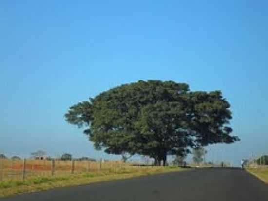 FIGUEIRA NA ESTRADA-FOTO:C. TOLENTINO [PANORAMIO] - APARECIDA DO TABOADO - MS