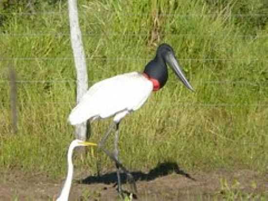 TUIUIU,AVE SMBOLO DO PANTANAL-FOTO:ALTEMIRO OLINTO CRIS[PANORAMIO] - AQUIDAUANA - MS