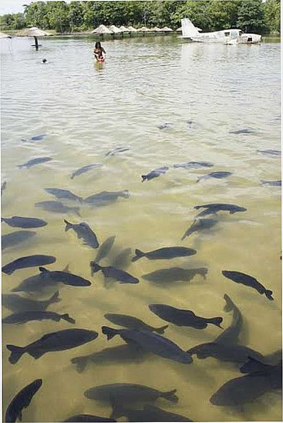 PACUS NA PRAIA DA FIGUEIRA EM BONITO-MS-FOTO:PAULO YUJI TAKARADA - BONITO - MS