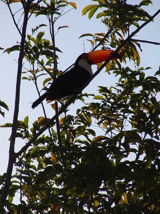 TUCANO NA FAZENDA RINCO BONITO EM BONITO-MS-FOTO:PAULO YUJI TAKARADA - BONITO - MS