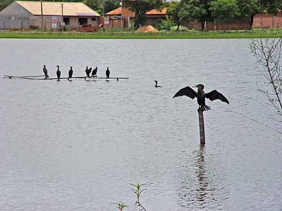 AVES NA LAGOA ITATIAIA EM CAMPO GRANDE-MS-FOTO:JEFFERSON FRANA - CAMPO GRANDE - MS