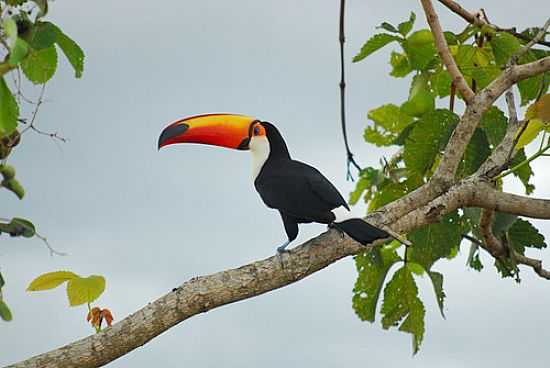 TUCANO-FOTO:ALEXSSANDRO LOYOLA [PANORAMIO] - CORGUINHO - MS