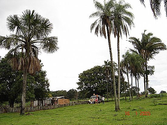 FAZENDA MOSQUITO EM COSTA RICA-FOTO:JUVENAL COELHO RIBEI - COSTA RICA - MS