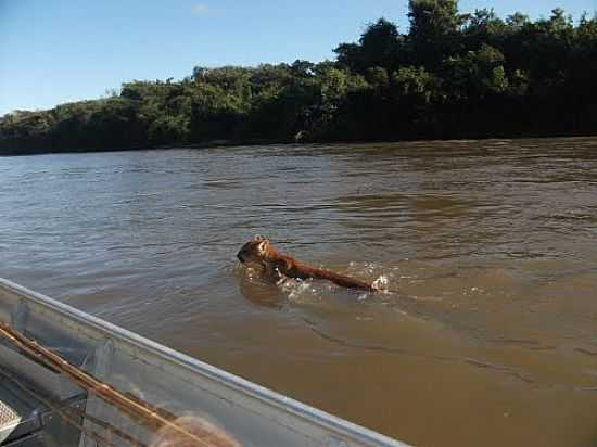 ONA PARDA ATRAVESSANDO O RIO TAQUARI EM COXIM-MS-FOTO:SONINHA BRITEZ - COXIM - MS