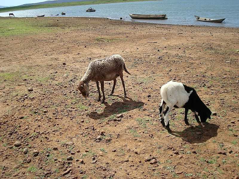 BEM BOM-BA-CABRAS NA BEIRA DO RIO-FOTO:GILDESIO BARBOSA - BEM-BOM - BA