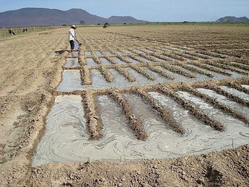 BEM BOM-BA-INTERESSANTE PLANTIO DE CEBOLAS-FOTO:GILDESIO BARBOSA - BEM-BOM - BA